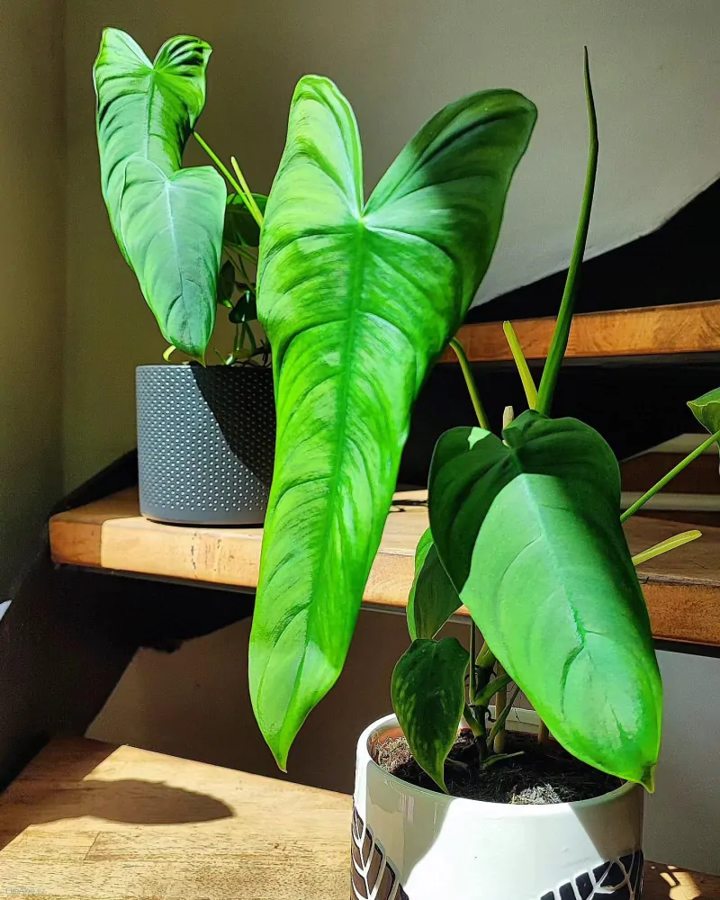 Philodendron sharoniae
