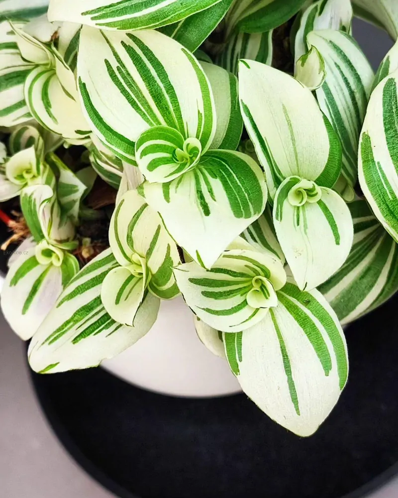 Tradescantie Brightness