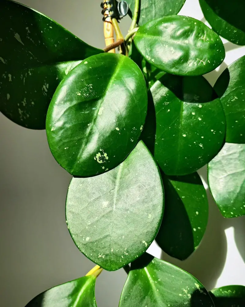 Hoya David's Green Cup řízek k zakořenění