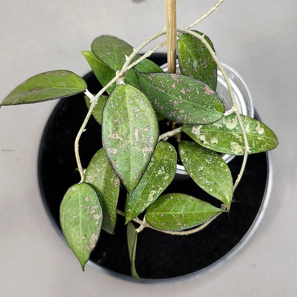 Hoya parasitica Black Margin splash
