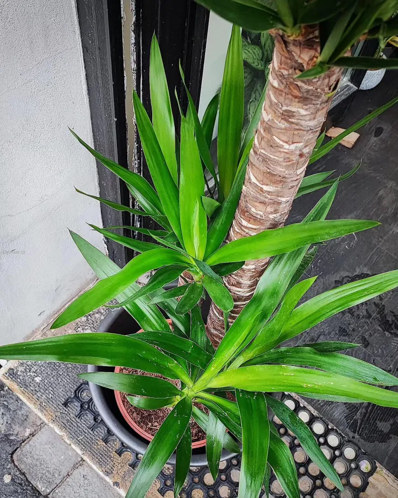 Yucca elephantipes (Juka obrovská)