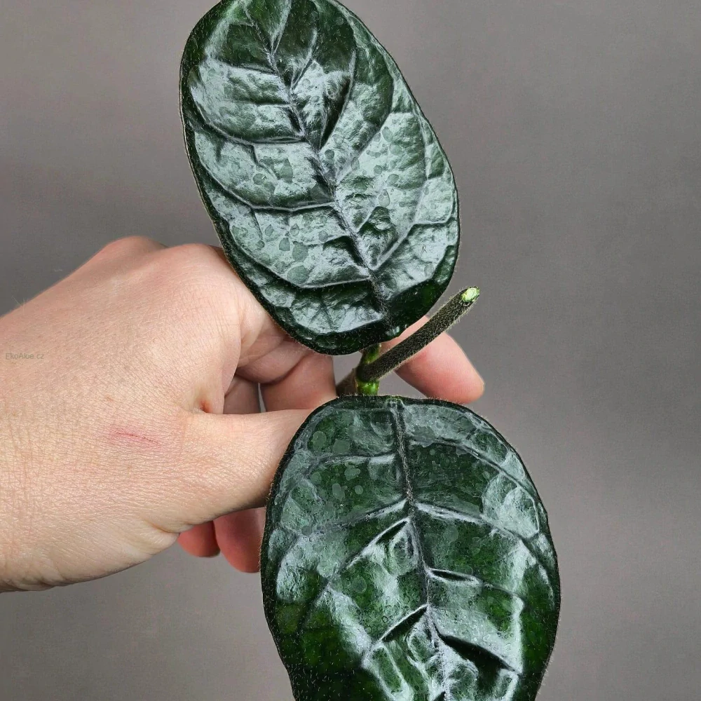 Hoya villosa Cao Bang Vietnam řízek k zakořenění.