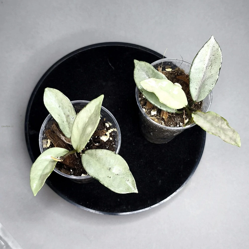 Hoya carnosa Wilbur Graves Silver