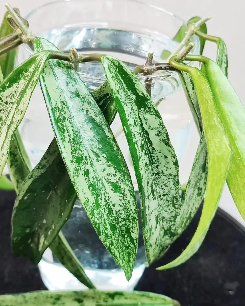 Hoya cv. Minibelle silver splash Řízek k zakořenění