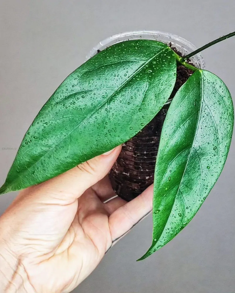 Hoya chewiorum