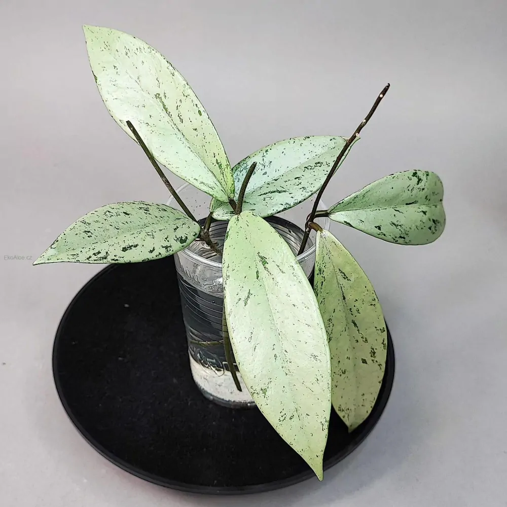 Hoya pubicalyx Silver Pink Ghost Řízek