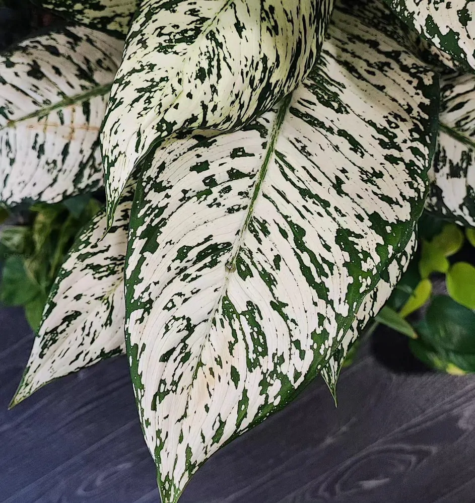 Diefenbachia Starbright XL