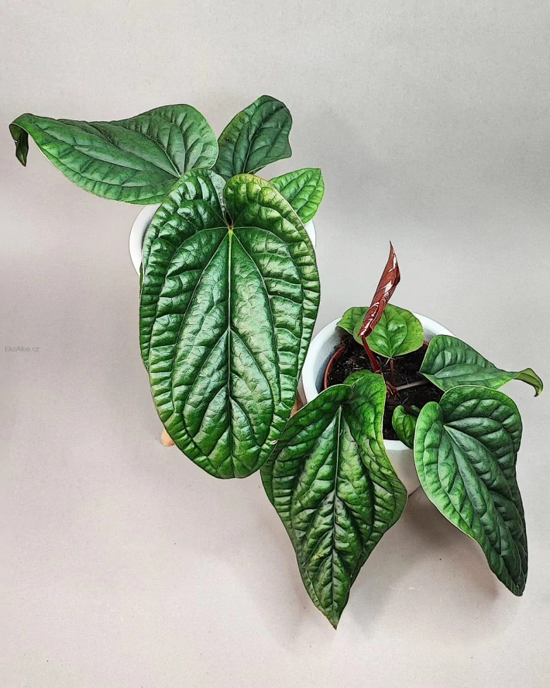 Anthurium Luxurians x Radicans