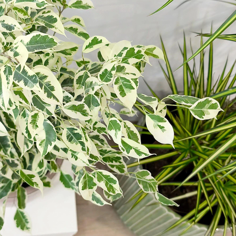 Ficus benjamina Twilight