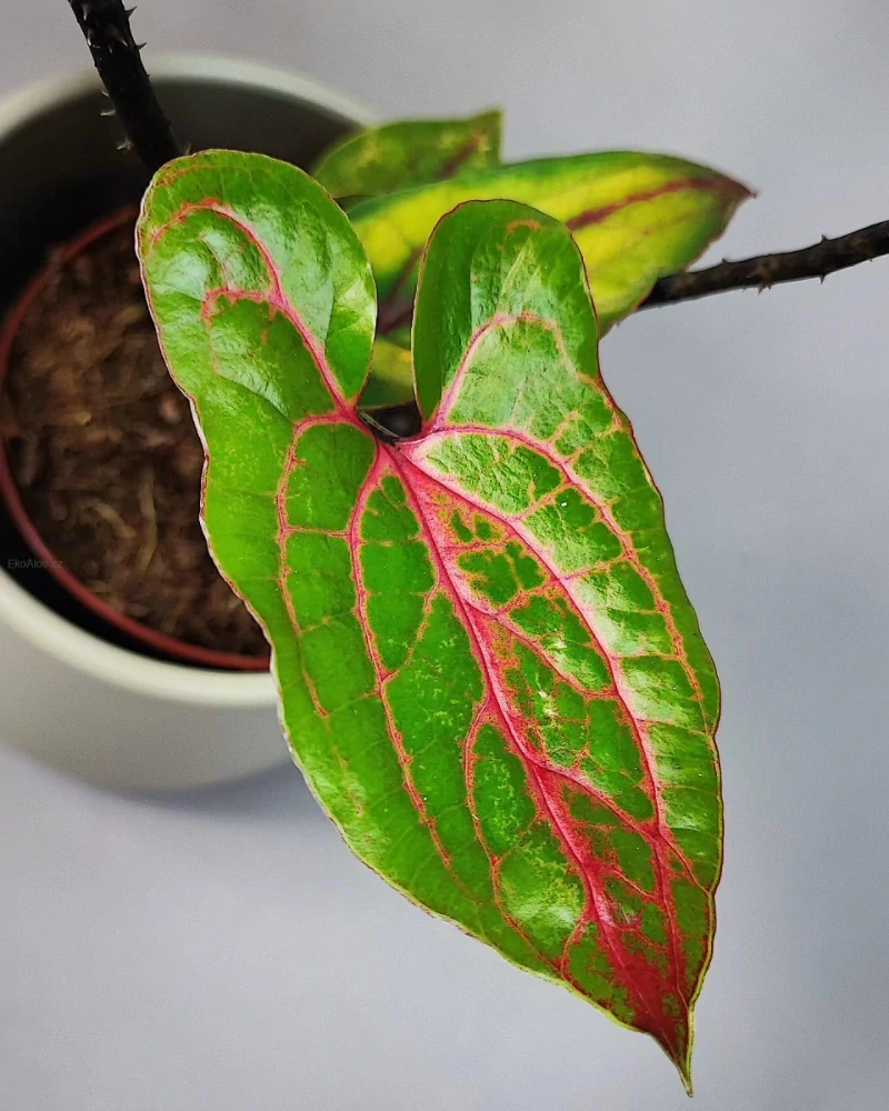 Cytrosperma Johnstonii