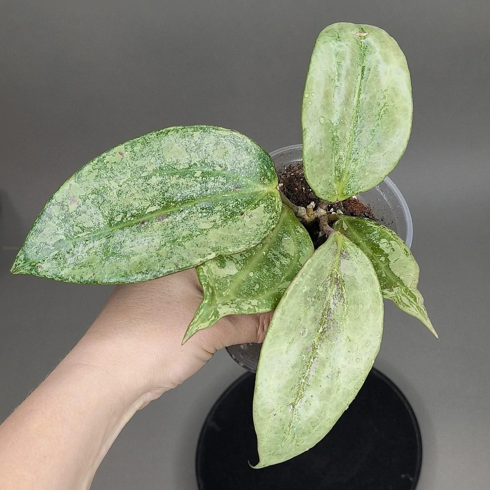 Hoya latifolia silver sp. indonezian