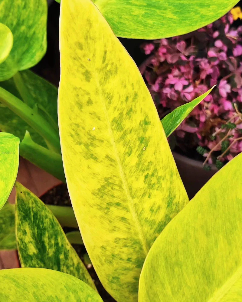 Philodendron Calkins Gold