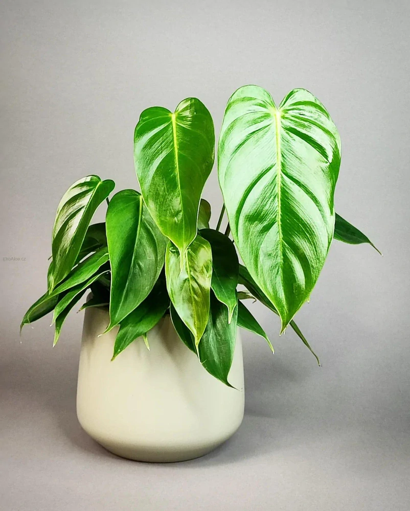 Philodendron esmeraldense