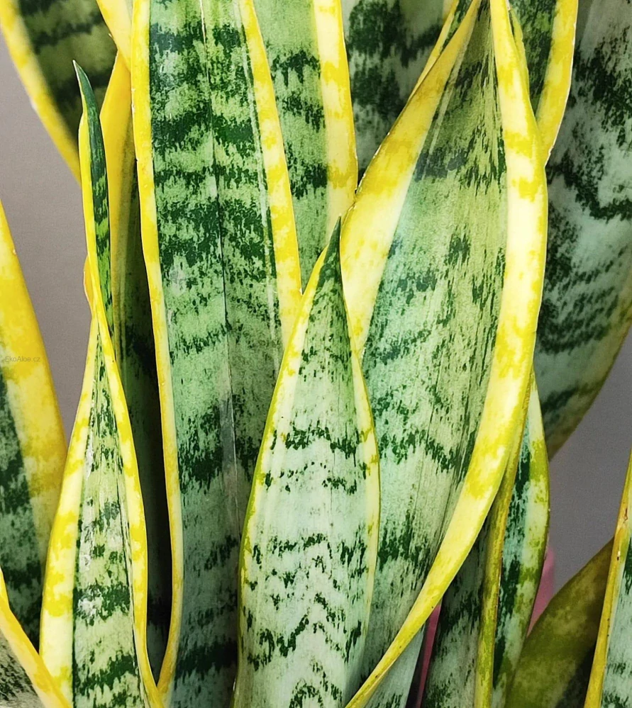 Sansevieria trifasciata Laurentii
