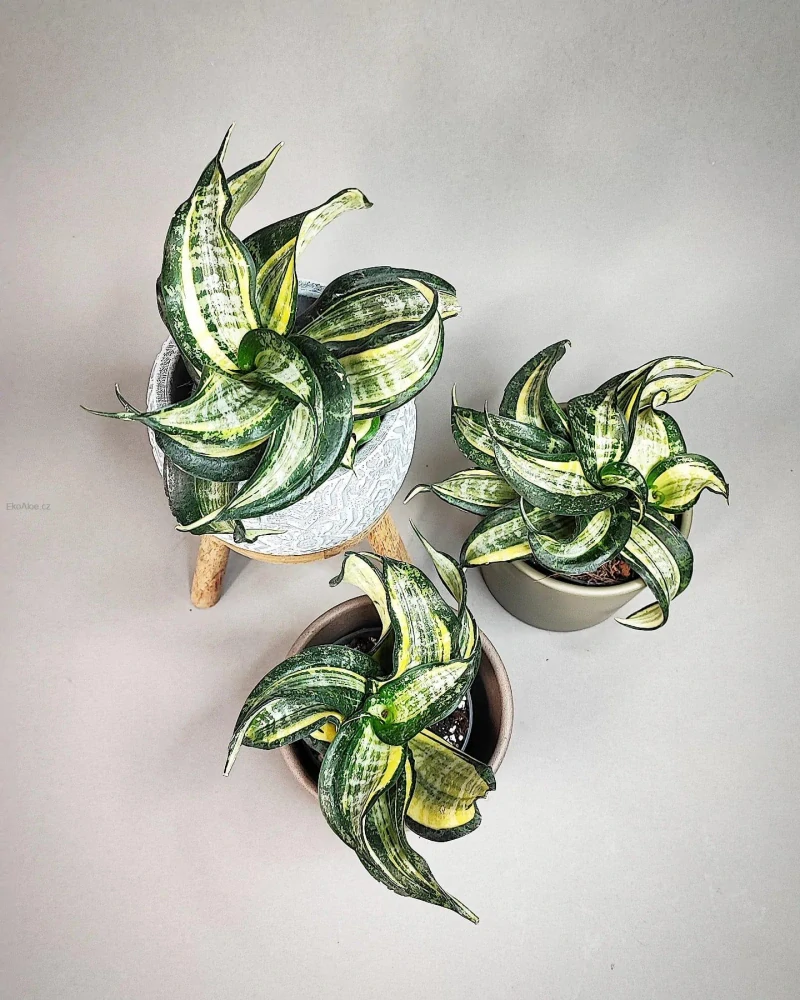 Sansevieria Hahnii Twirl Star