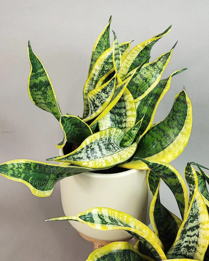 Sansevieria trifasciata Dragon Tongue