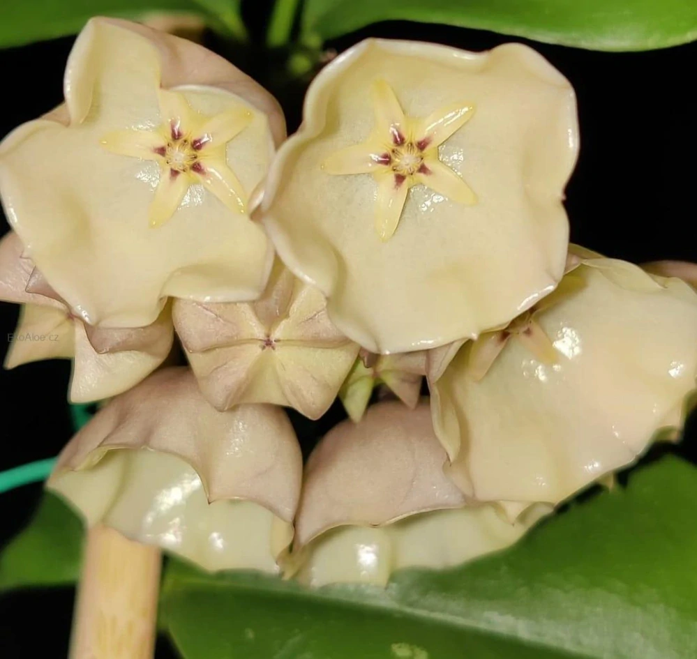 Hoya campanulata IML 1638