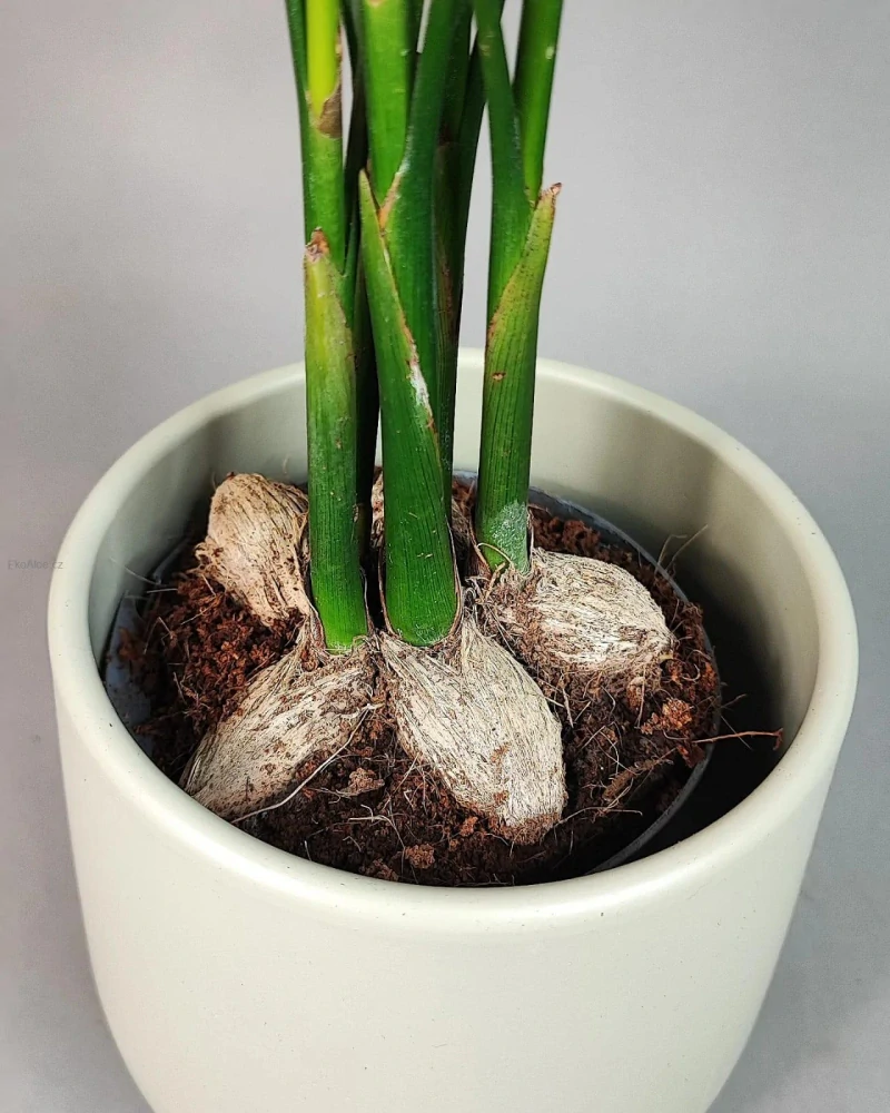 Areca catechu