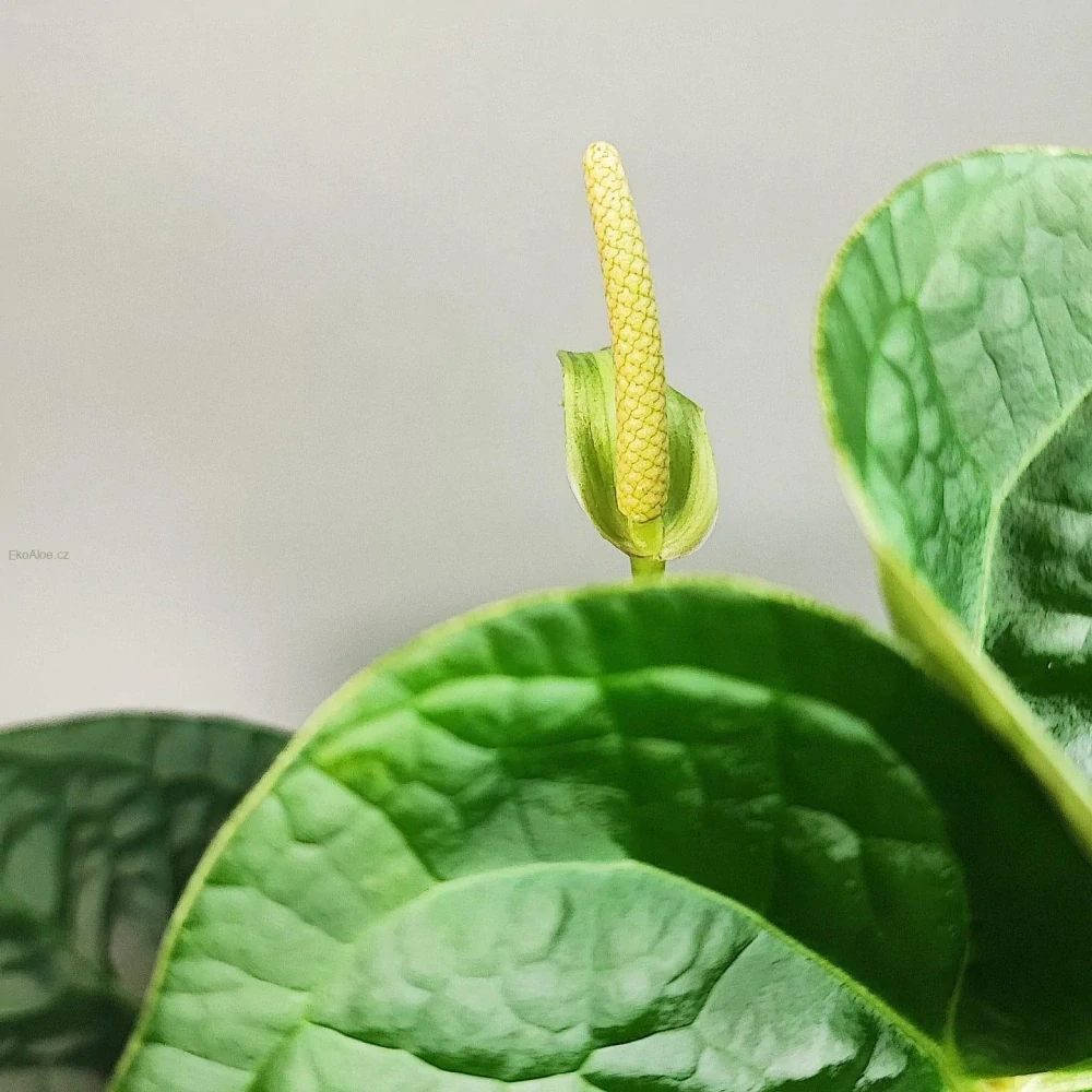 Anthurium Magnificum x Luxurians