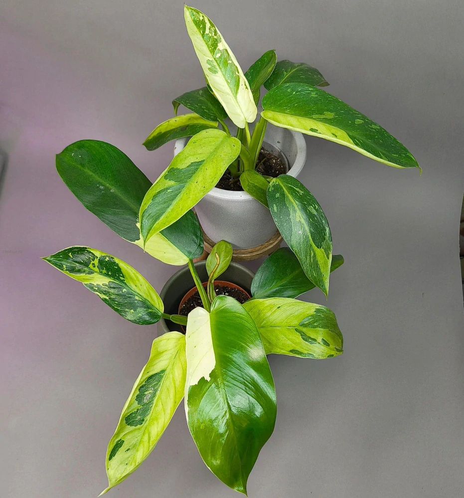 Philodendron Jose Buono