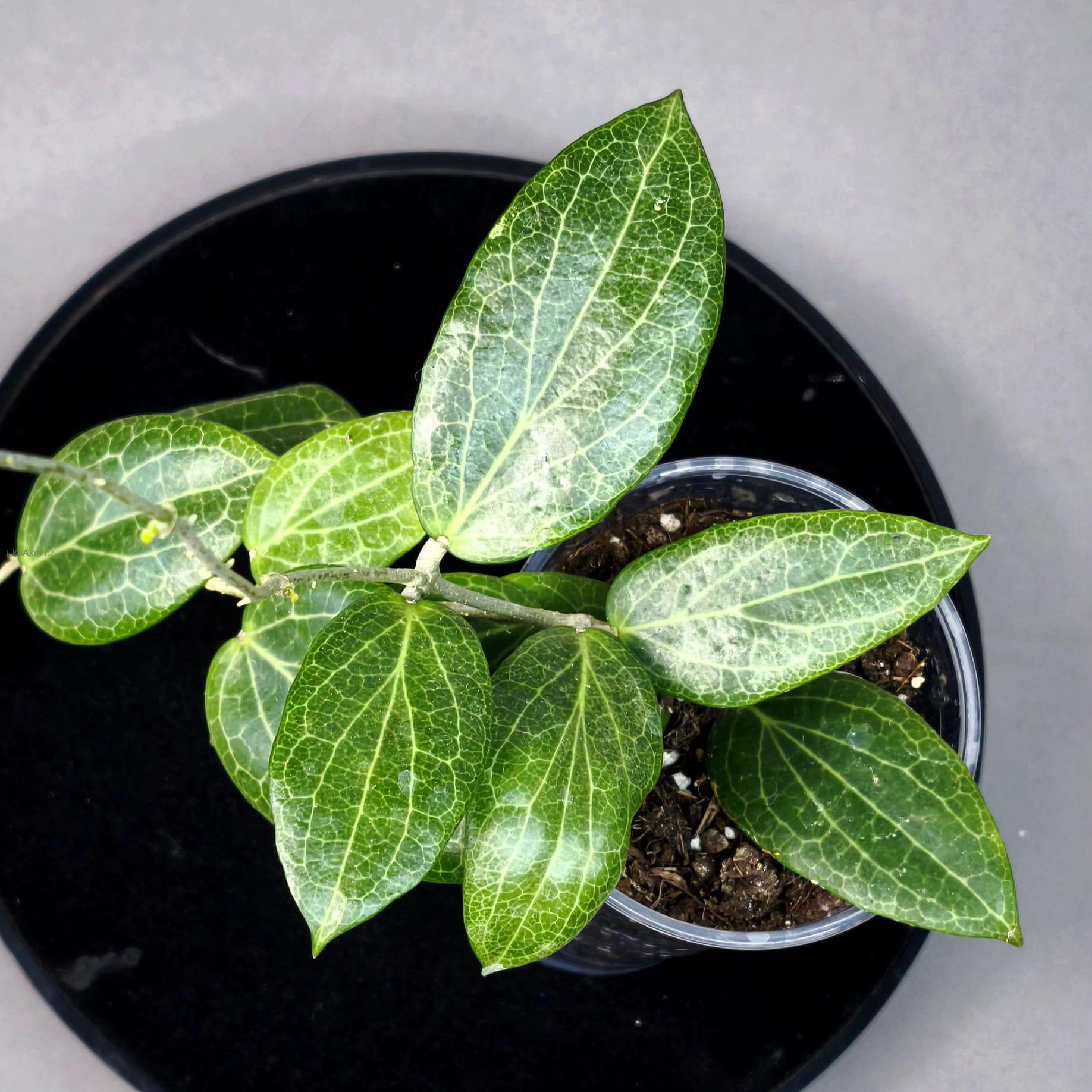 Hoya fitchii