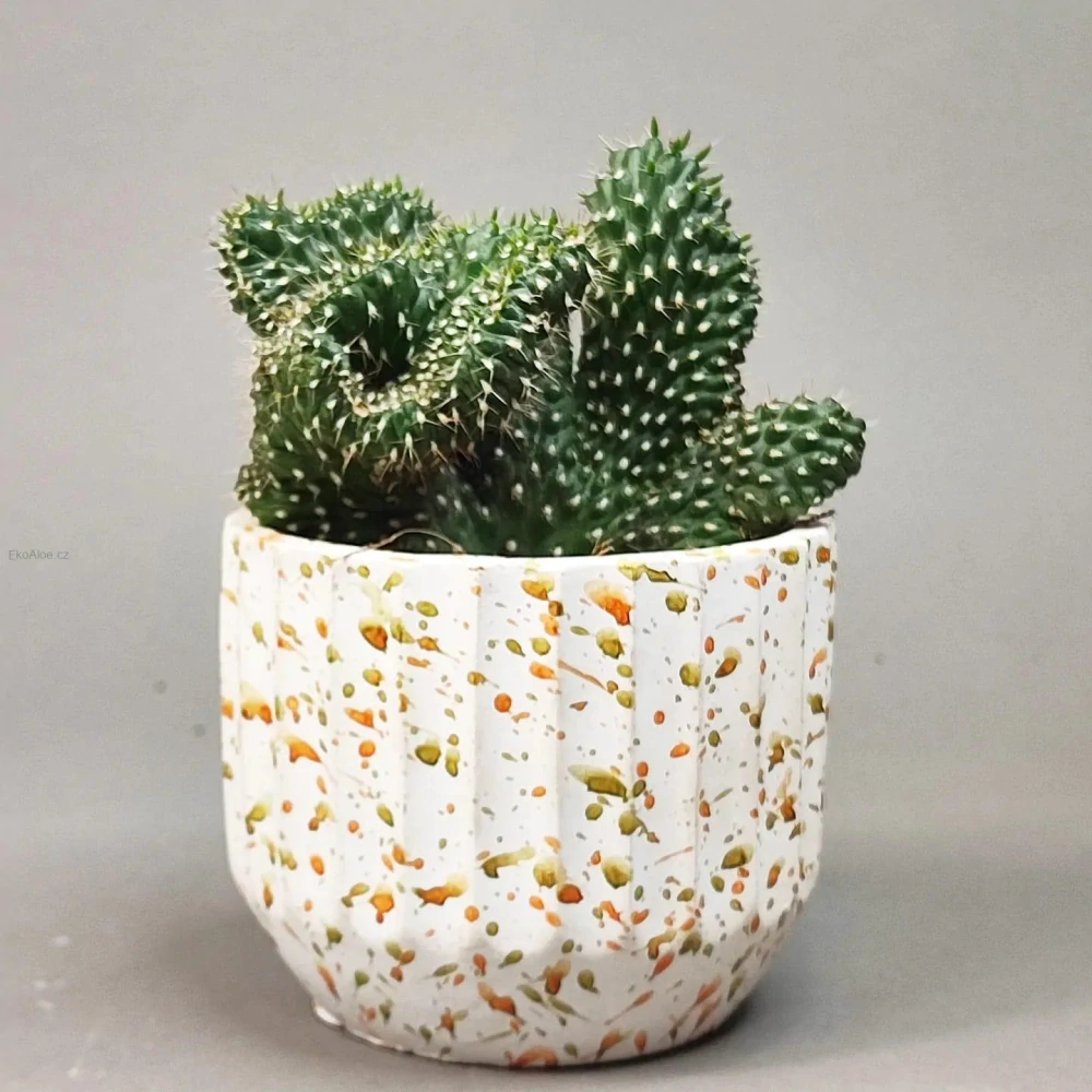 Cylindropuntia viridiflora f. cristata