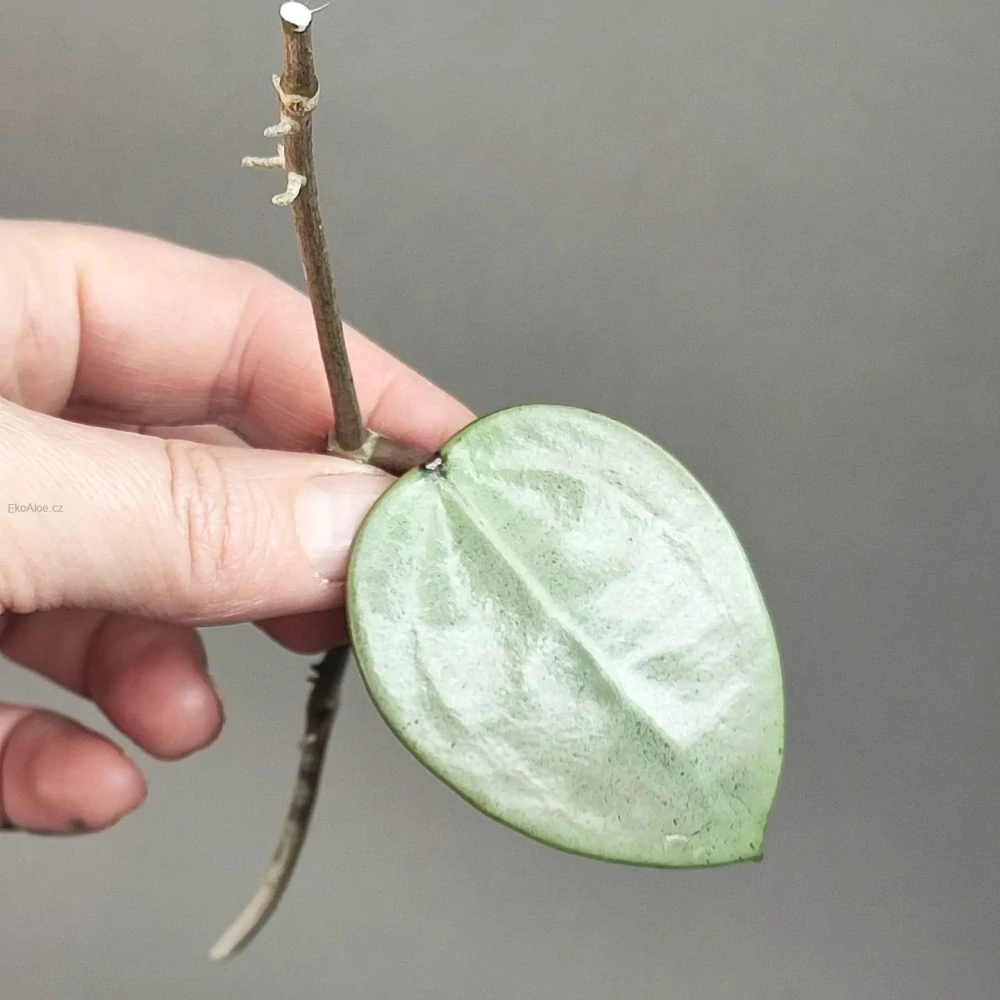 Hoya Verticillata Silver řízek k zakořenění
