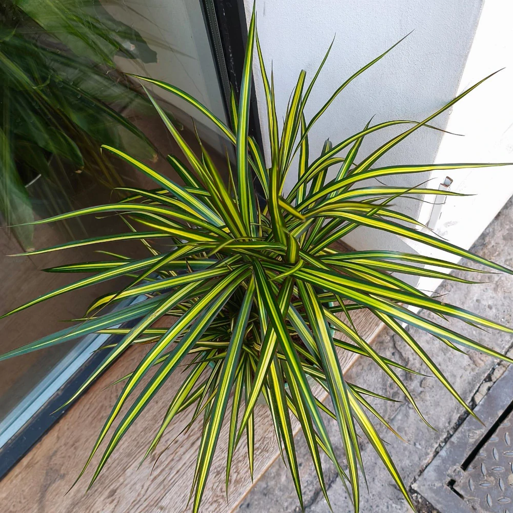 Dracaena Sunshine