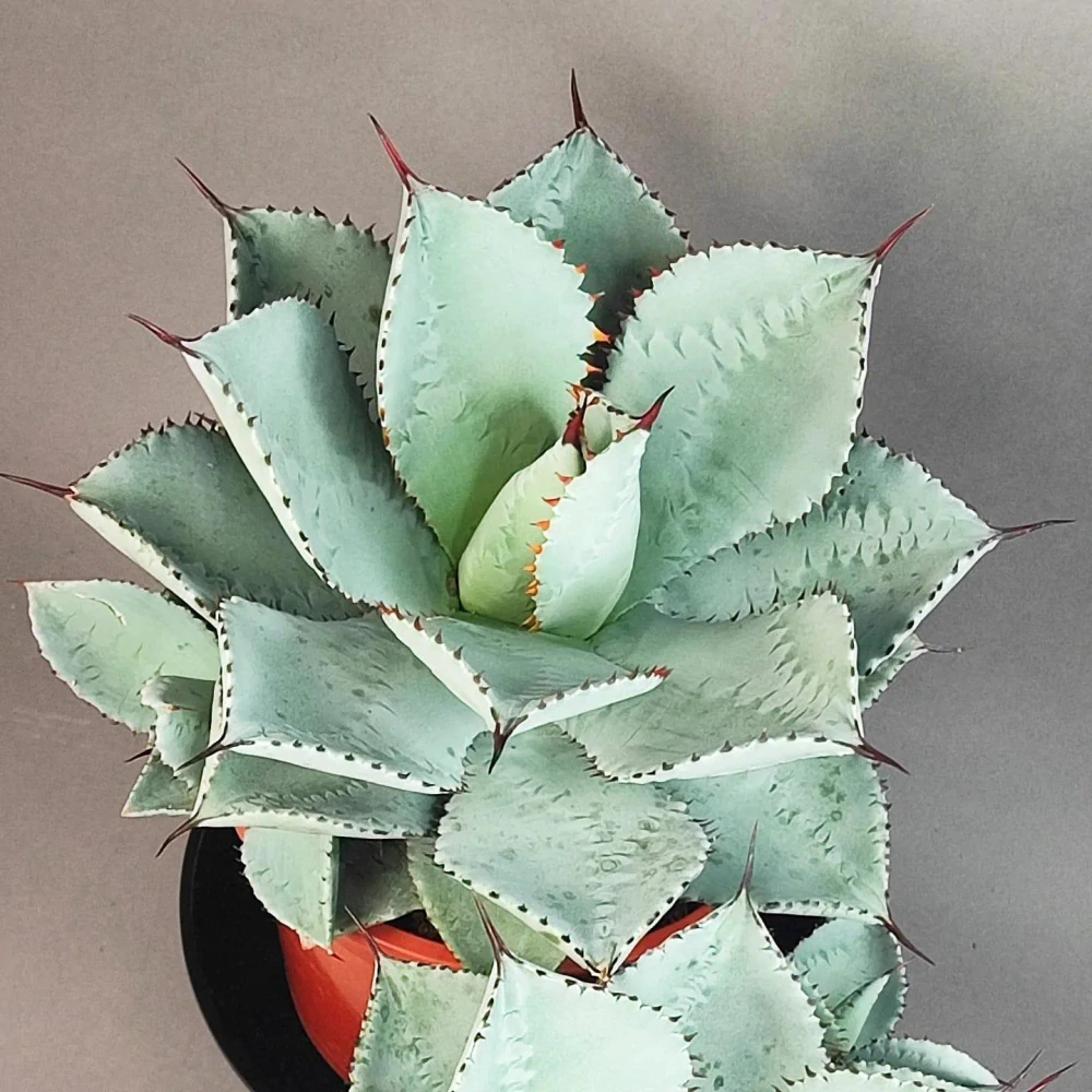 Agave pygmaea