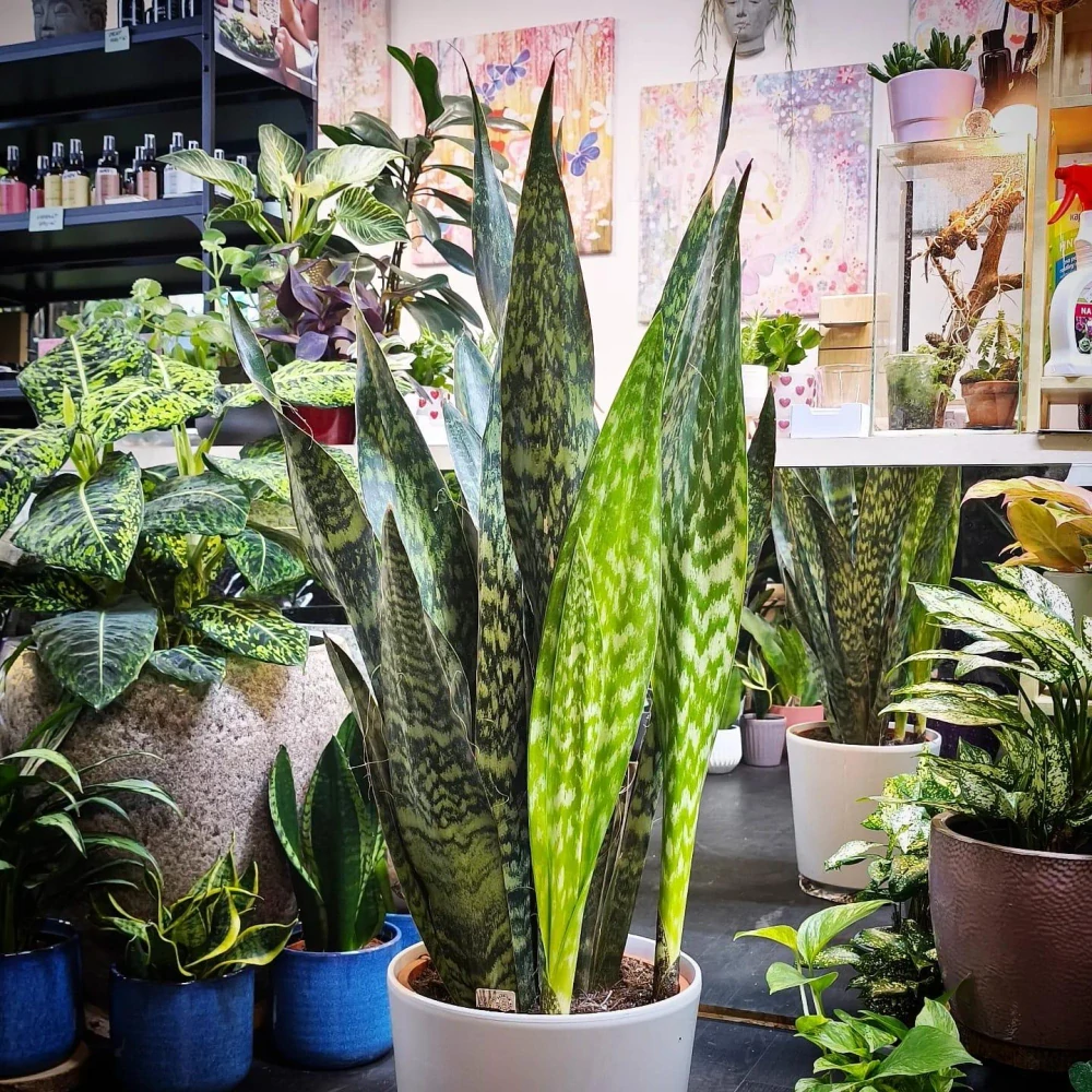 Sansevieria Jaboa XXL