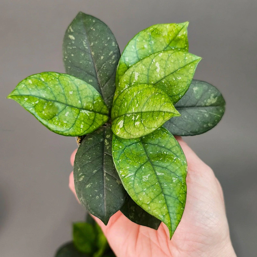 Hoya crassipetiolata splash round leaves