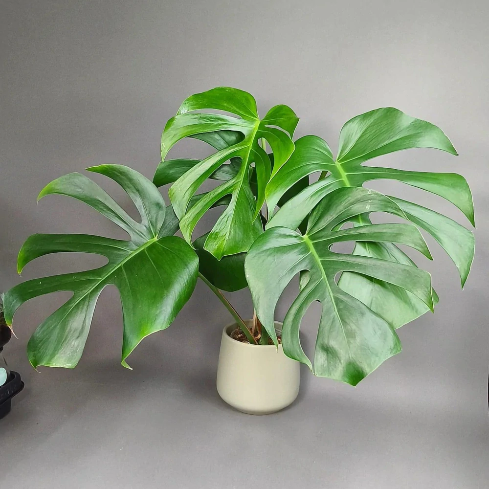 Monstera deliciosa Brazilian Form