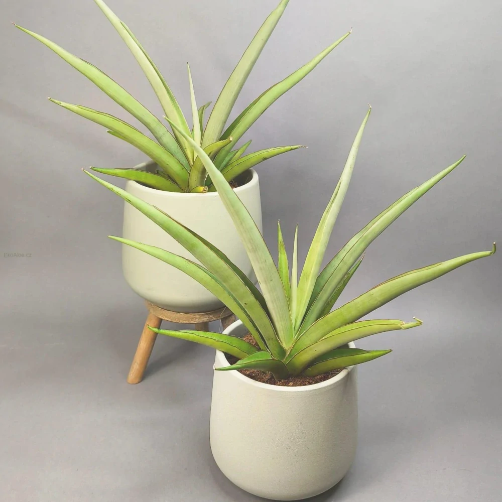 Sansevieria Silver Syreni