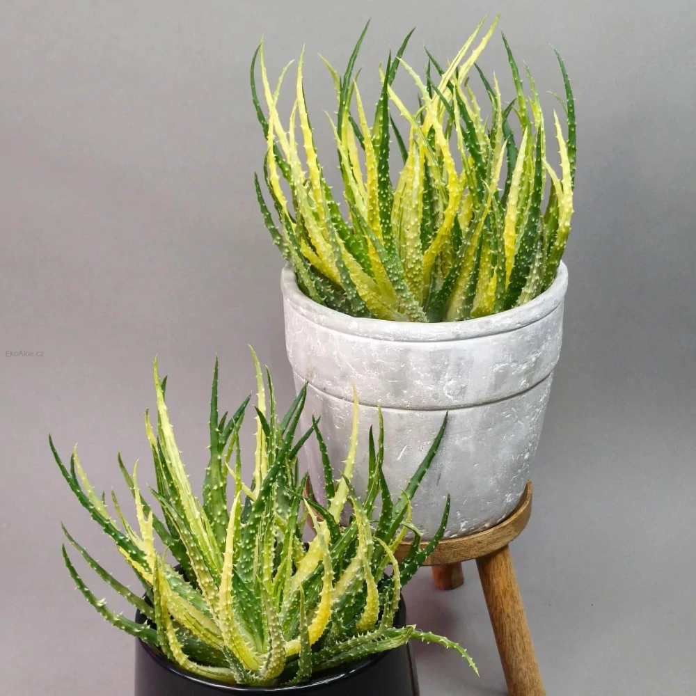 Aloe humilis Variegata