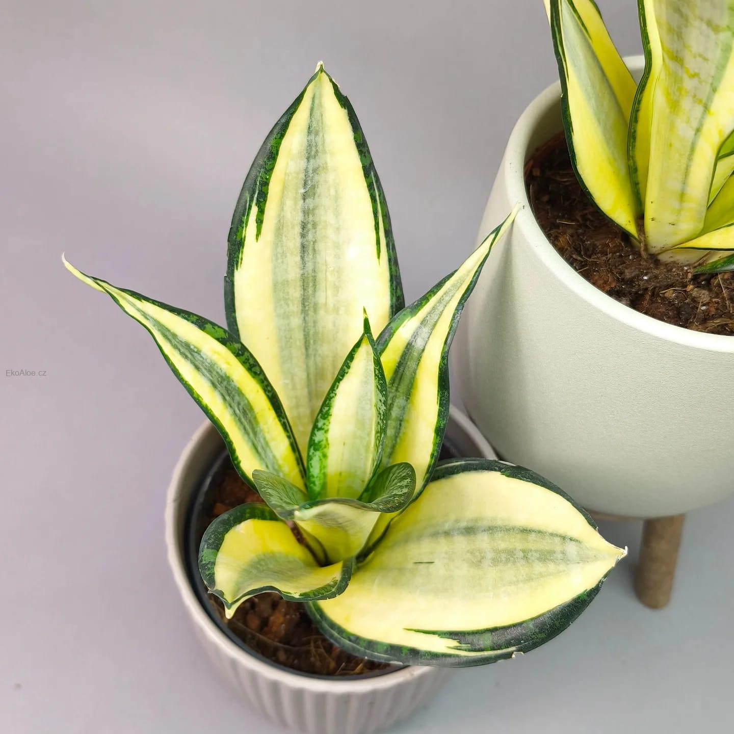 Sansevieria Golden Asahi
