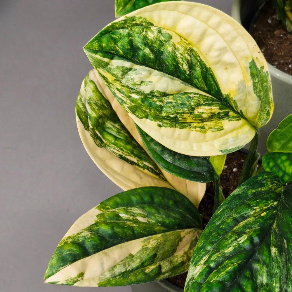 Monstera Karstenianum 'Peru' Variegata