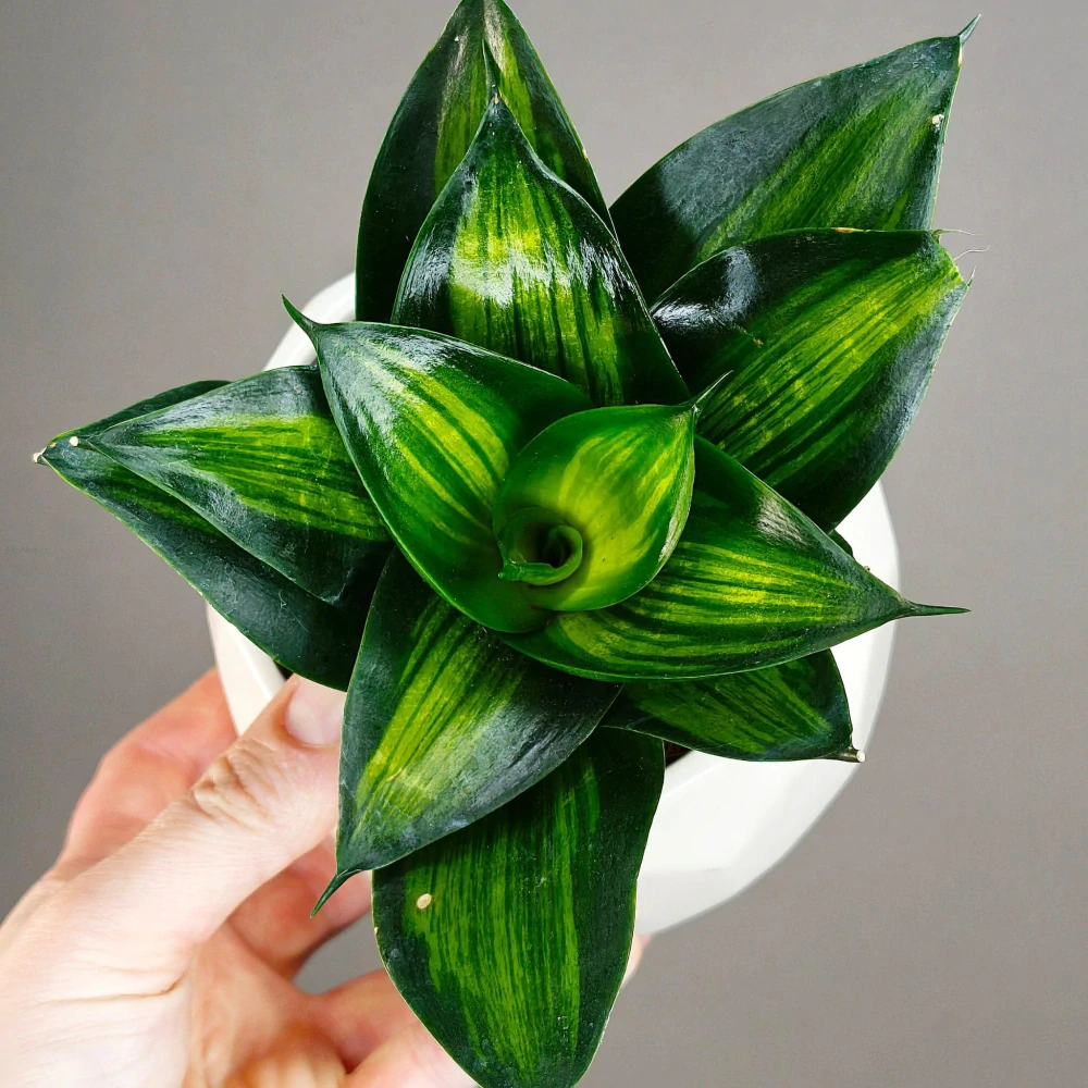 Sansevieria Hahnii 'Green Mold Variegated