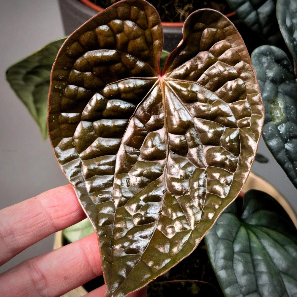Anthurium Luxurians