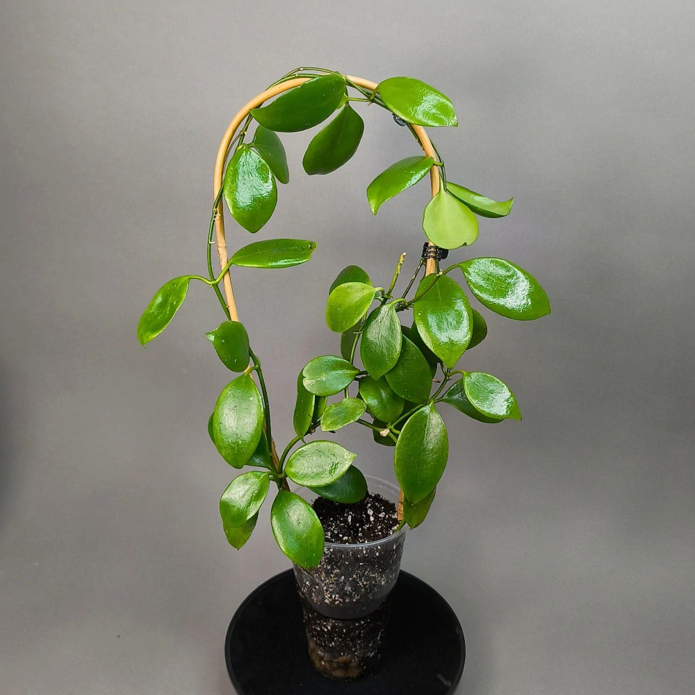 Hoya diptera IML 0261 XL
