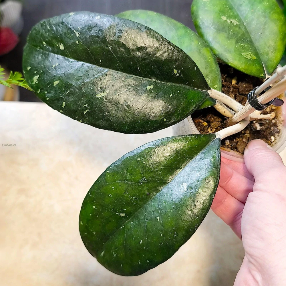 Hoya Noelle