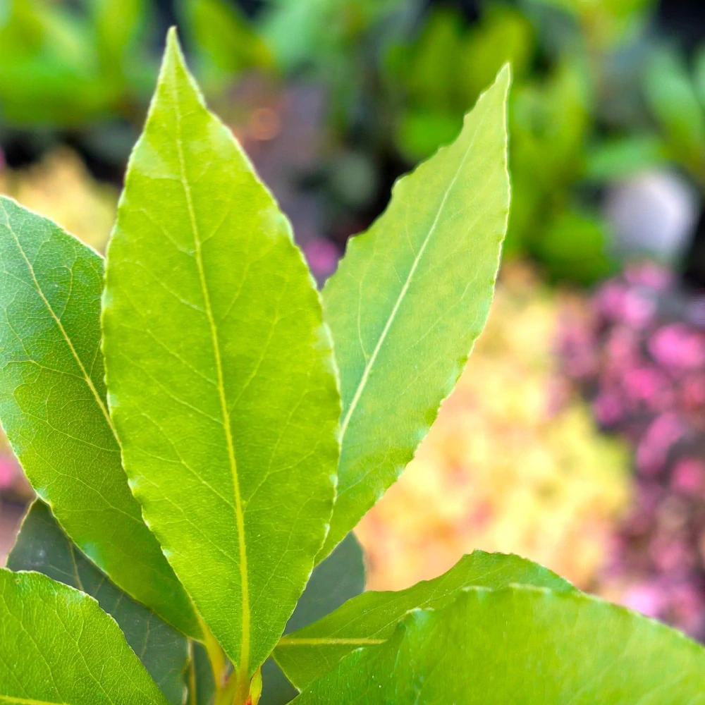Laurus nobilis. Vavřín vznešený