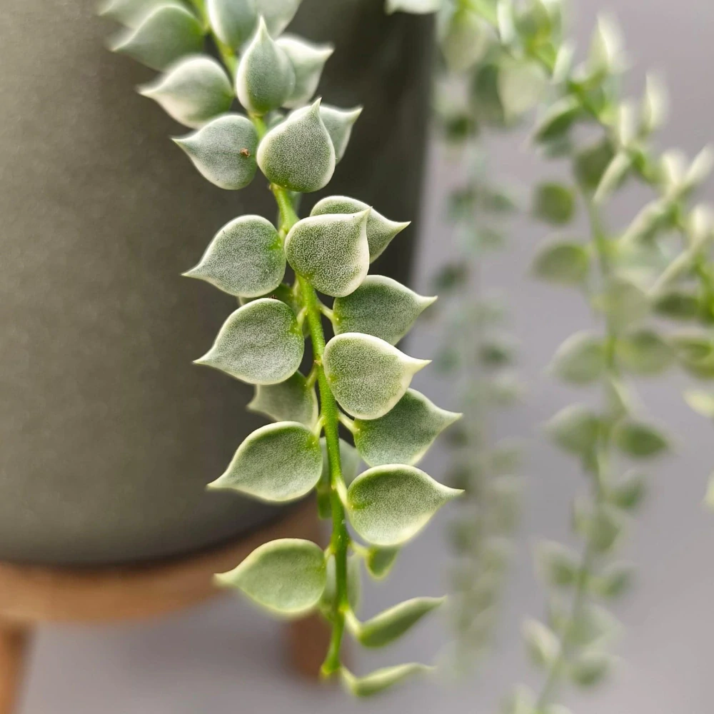 Dischidia Million Hearts