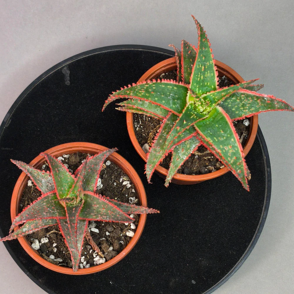 Aloe Christmas Carol