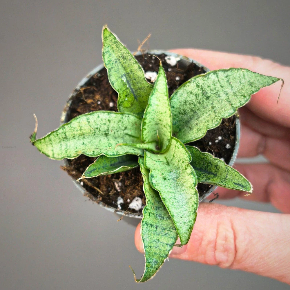 Sansevieria Bianca