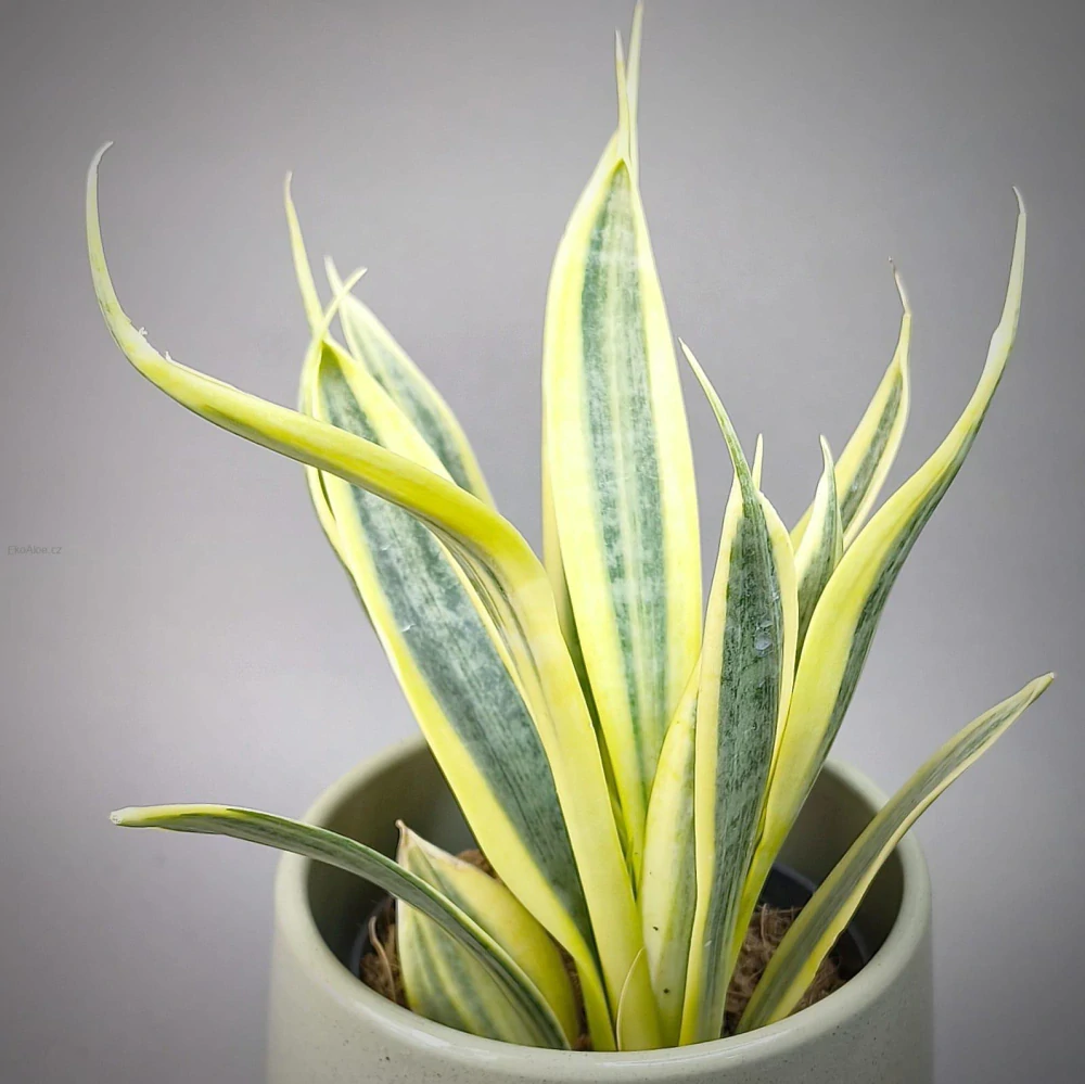 Sansevieria trifasciata Yellow Thrive