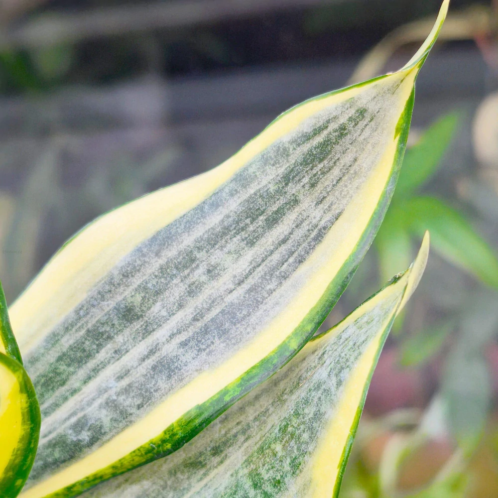 Sansevieria Gold Dust Hi color
