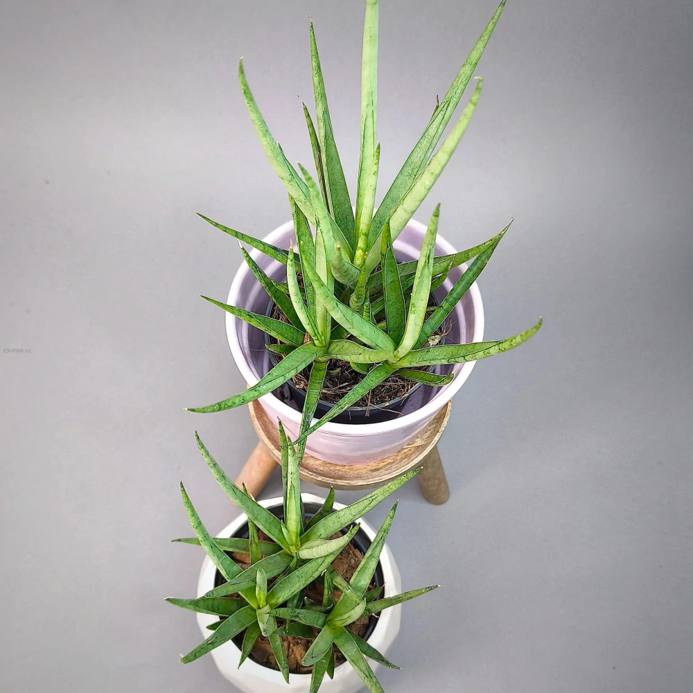 Sansevieria platinum Mikado