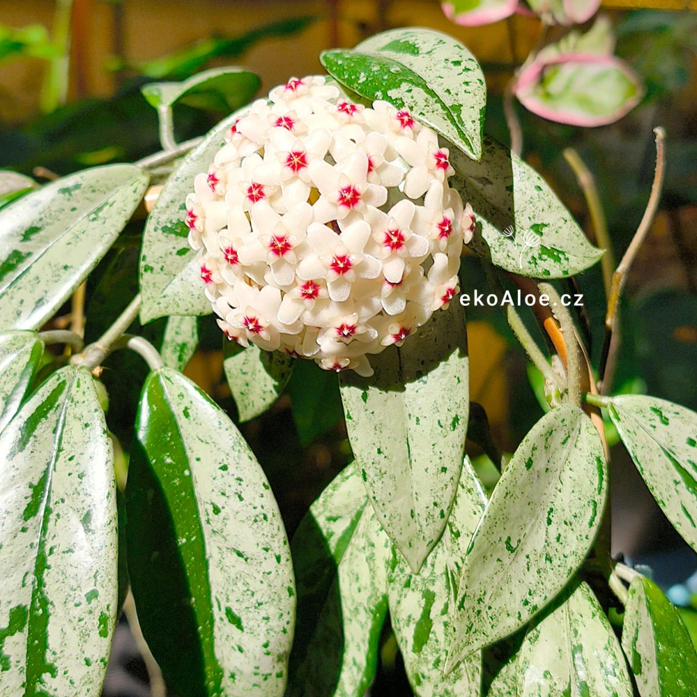 Hoya carnosa Wilbur Graves Russia řízek k zakořenění