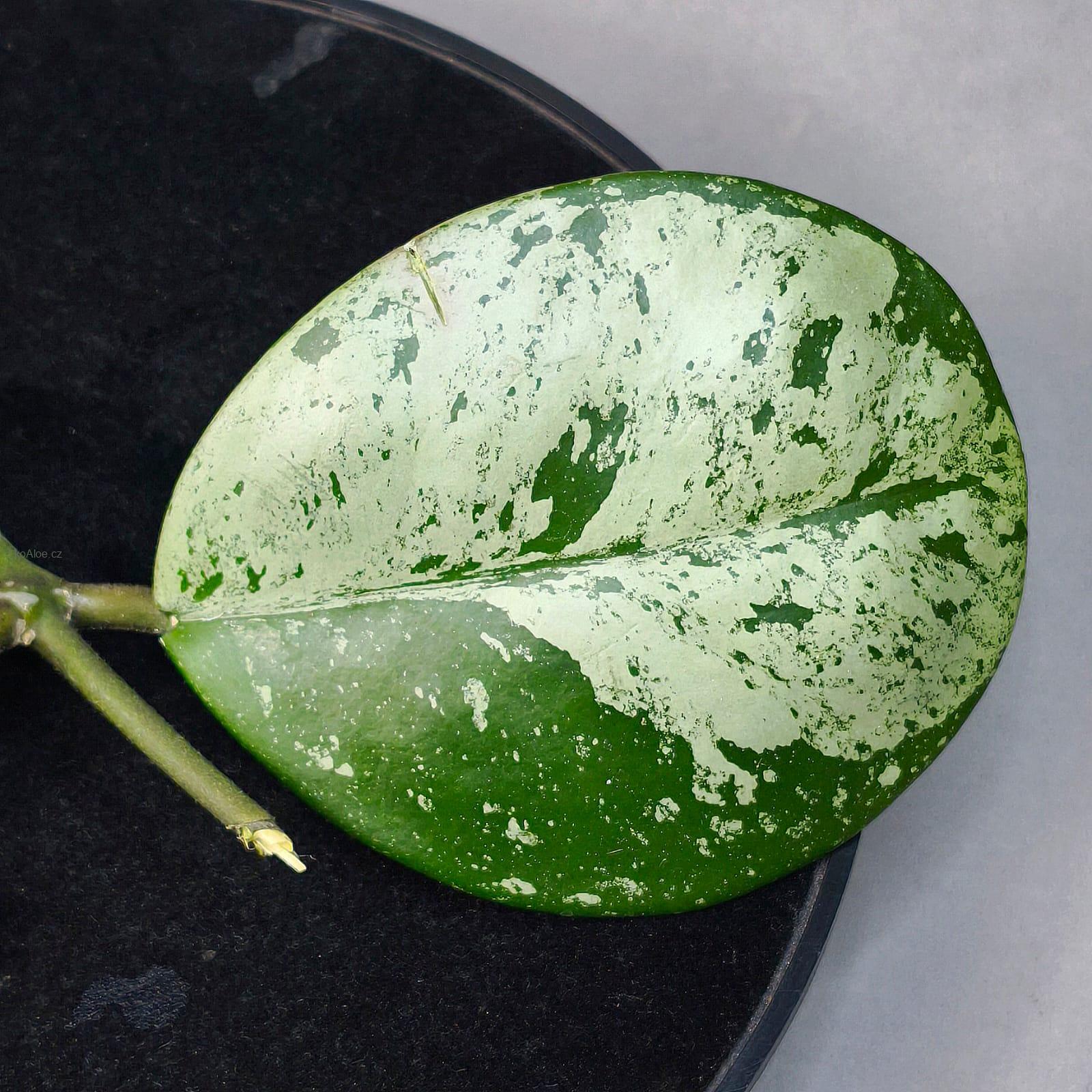 Hoya Obovata silver splash řízek k zakořenění