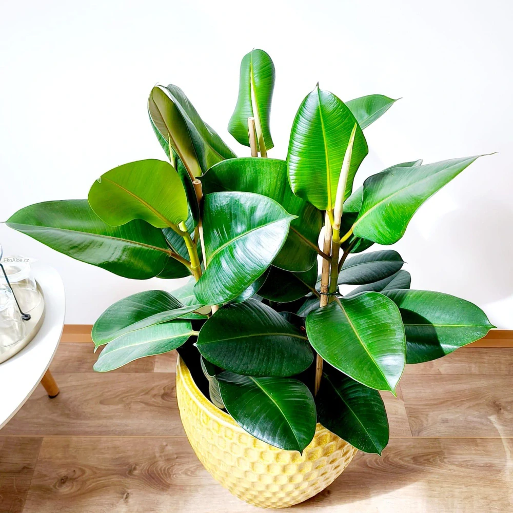 Ficus elastica Robusta